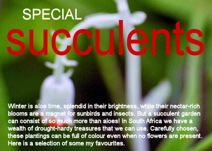 Succulents