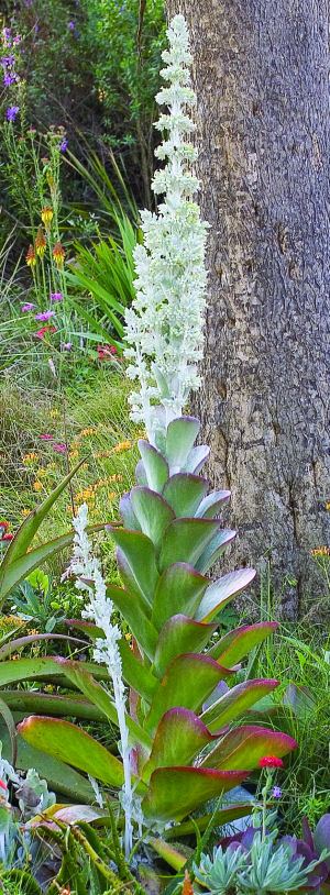 KALANCHOE thyrsiflora (White Lady)