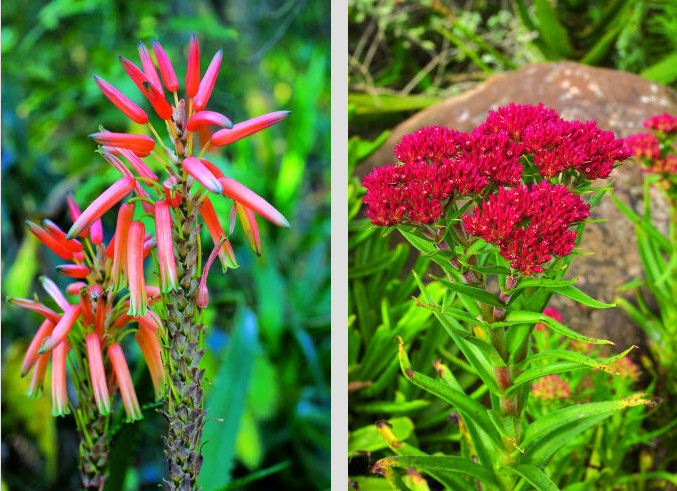ALOE pluridens