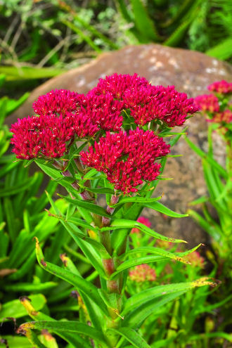 CRASSULA alba