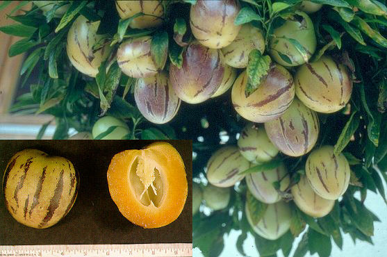The Fruit Salad Plant � SOLANUM muricatum