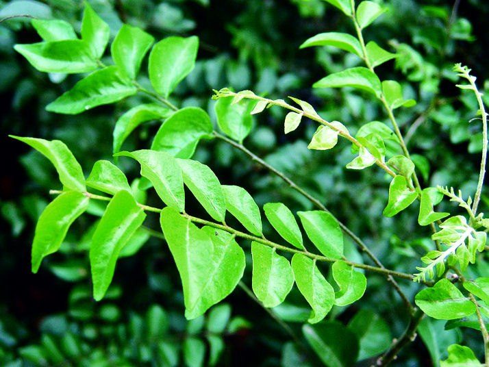 The Curry Tree  -  Murraya koenigii