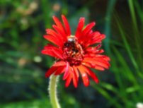 Red flower