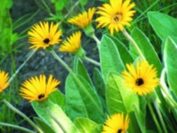 Yellow gerbera