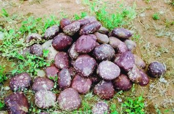 Stones from the earth