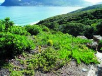 Chapman's Peak drive