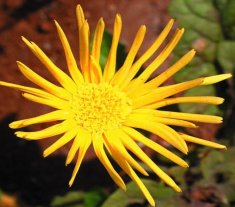 Barberton daisy