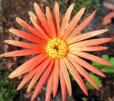 Daisy gerbera