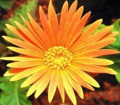Daisy gerbera