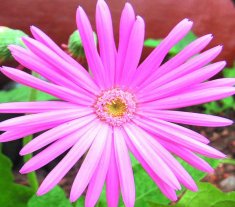 Daisy gerbera