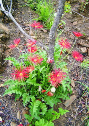 Barberton Daisy