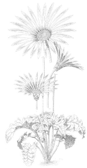 Drawing Gerbera jamesonii - Barberton Daisy