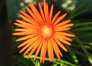 Gerbera jamesonii - Barberton Daisy