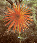 Gerbera jamesonii - Barberton Daisy