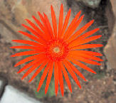 Gerbera jamesonii - Barberton Daisy