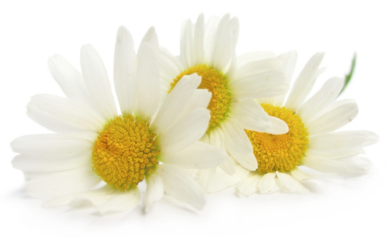 White daisy whitedaisy Gerbera Daisy Plant Care
